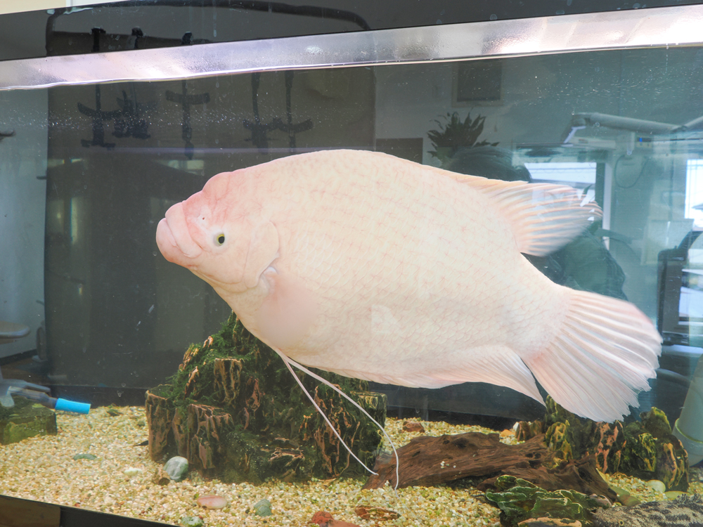 魚の様子